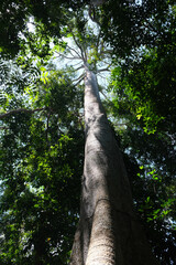 árvores verdes mata floresta amazonia natureza brasil lago igarapé lagoa selva folha