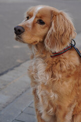Obraz premium Porträt eines goldbraunen Cocker Spaniel Hundes mit aufmerksamem Blick