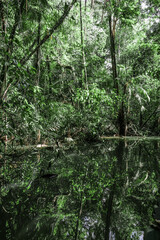 árvores verdes mata floresta amazonia natureza brasil lago igarapé lagoa selva folha