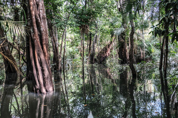 árvores verdes mata floresta amazonia natureza brasil lago igarapé lagoa selva folha