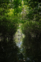 árvores verdes mata floresta amazonia natureza brasil lago igarapé lagoa selva folha
