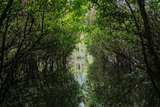 &aacute;rvores verdes mata floresta amazonia natureza brasil lago igarap&eacute; lagoa selva folha