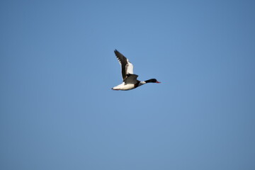 Shelduck in flight against a clear blue sky over Albufera Natural Park, Mallorca, showcasing its distinctive red bill and striking plumage
