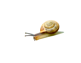 Minimalist nature scene featuring snail on dew-covered green leaf in natural habitat