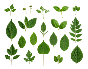 Minimalistic botanical arrangement of verdant herb leaves for nature inspired design