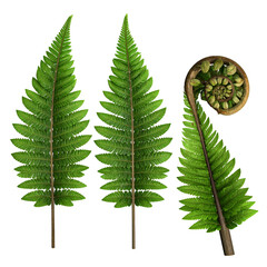 Detailed illustration of three fern fronds, one unfurling, against a black background