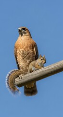 Hawk and Squirrel - An Unlikely Perch Partnership in the Wild.