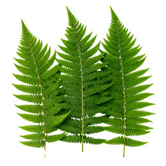 Three vibrant green fern fronds isolated on a stark black background, showing intricate details