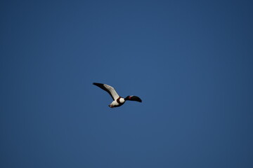 Shelduck gliding through the open blue sky over Albufera Natural Park, Mallorca, highlighting its vibrant markings and graceful flight
