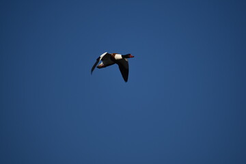 Shelduck mid-flight against the clear blue sky over Albufera Natural Park, Mallorca, displaying its vibrant plumage and aerodynamic form
