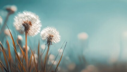 Soft-focus dandelions in a field