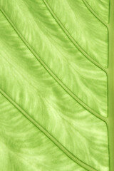Close-up view of green leaf showing veins and texture in natural light.