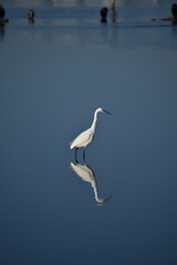 Obraz premium Little Egret standing gracefully in the tranquil waters of Albufera Natural Park, Mallorca, with its elegant reflection mirrored on the calm surface 