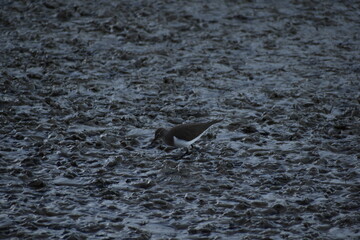Little stint, Calidris minuta, walking on rippled mudflats in Albufera Natural Park Mallorca highlighting its delicate features and behavior in a wetland ecosystem
