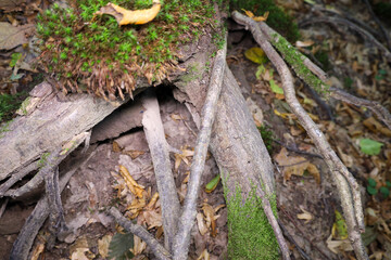 This photograph captures a dense network of tree roots, partially covered with vibrant green moss, growing on the damp forest floor.