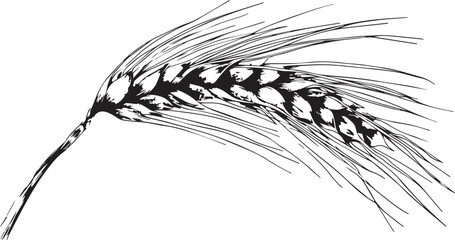 black and white line drawing of a wheat ear, vector illustration with simple lines on a white background, high resolution, professional design
