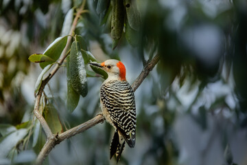 Red headed flicker woodpecker