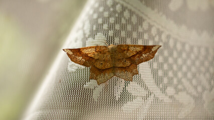 Delicate tulip moth on lace curtain 