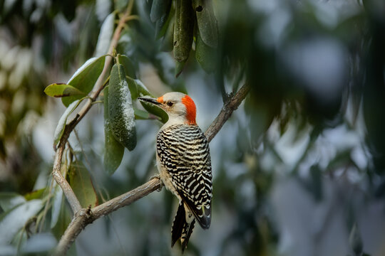 Red headed flicker woodpecker