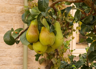 Ripe green pears hanging on branch of a fruit tree growing close to a house. Cotswolds countryside, England