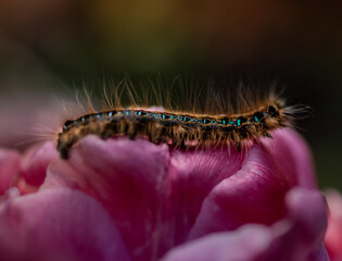 Caterpillar on peony