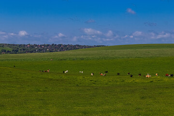 Obraz premium Cattle grazing, eating fresh grass on a vast green field with a distant village. Serene rural landscape view. East Sussex, England