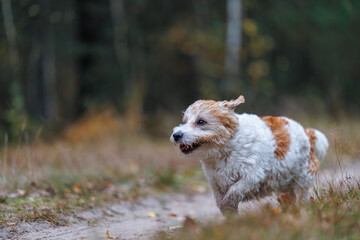 A wirehaired Jack Russell Terrier on a walk in the woods. The dog runs through an autumn park. The pet is against a backdrop of green trees.
