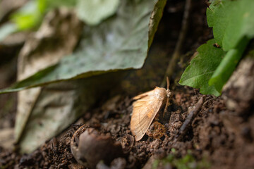 Tulip moth on forest floor ground 
