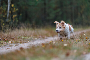 A wirehaired Jack Russell Terrier on a walk in the woods. The dog runs through an autumn park. The pet is against a backdrop of green trees.