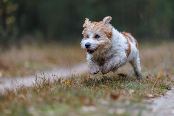 A wirehaired Jack Russell Terrier on a walk in the woods. The dog runs through an autumn park. The pet is against a backdrop of green trees.