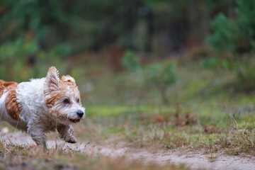 A wirehaired Jack Russell Terrier on a walk in the woods. The dog runs through an autumn park. The pet is against a backdrop of green trees.