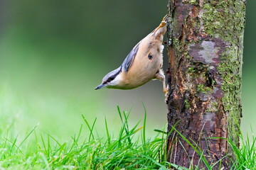 Eurasian Nuthatch (Sitta europaea) climbing down a tree trunk in a forest, common bird species in the Czech Republic