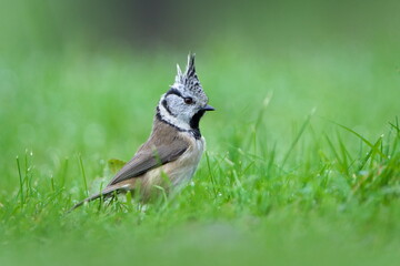 Crested Tit (Lophophanes cristatus) on grass – common bird in the Czech Republic