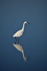 Little egret, Egretta garzetta, gracefully wading with a clear reflection on calm blue waters in Albufera Natural Park Mallorca
