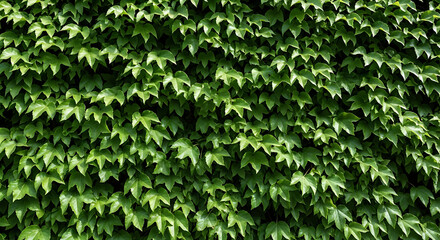 Green ivy foliage wall provides natural textures and vibrant background, climbing garden plant