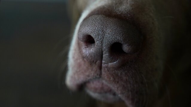 Close-Up of Weimaraner Dog Nose, Detailed Muzzle and Texture of Shorthaired Breed