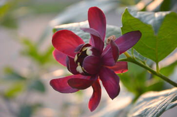 Calycanthus Aphrodite magenta blooming fragrant sweetshrub. Closeup flower , petals. Landscaping, planting , gardening concept.