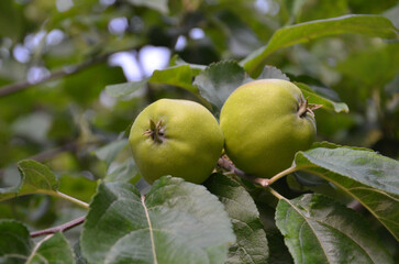 Fresh green apples fruits ripen on a tree  in summer garden. Gardening, growing fruit trees , apples harvest  concept.Free copy space.