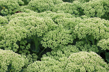 Ice plant flower buds in close up