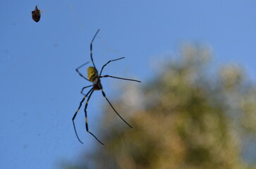 spider on a web