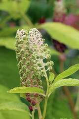 Pokeweed seeds and flowers on a spike in close up