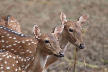 impala antelope in kruger national park
