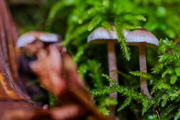 Wachstum von Pilzen im moosbedeckten Wald während des Herbstes