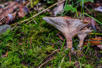 Wilde Pilze wachsen auf moosbedecktem Boden im Wald während des Herbstes