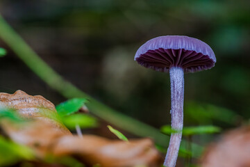 Violetter Lacktrichterling mit Stiel im Wald während des Herbsts zwischen Laub und Grünpflanzen