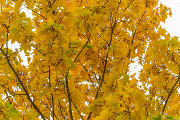 Yellow Maple Leaves. Golden maple leaves glow in the soft autumn sun. The dense branches form a warm canopy of color and light.