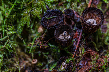 Pilze wachsen auf feuchtem Waldboden in einem dichten, grünen Moos