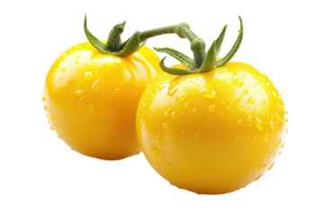 Two yellow tomatoes still on the vine, covered in dewdrops against black