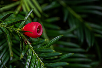 Rote Beere an einem immergr&uuml;nen Zweig im Garten w&auml;hrend des Sp&auml;therbstes