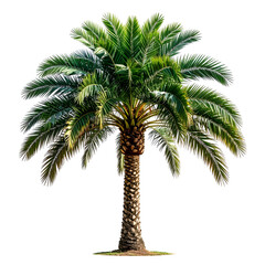Obraz premium Isolated palm tree with dark green fronds and a rough, brown trunk against a black background